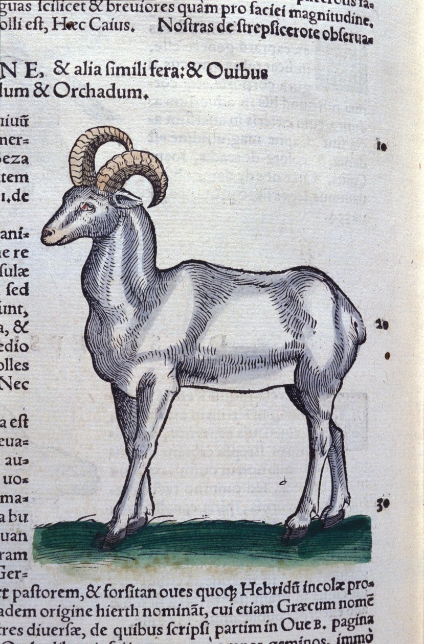 Le bouquetin dans Historia Animalium de Conrad Gesner (1516 - 1565), Tiguri - Unknown artist
