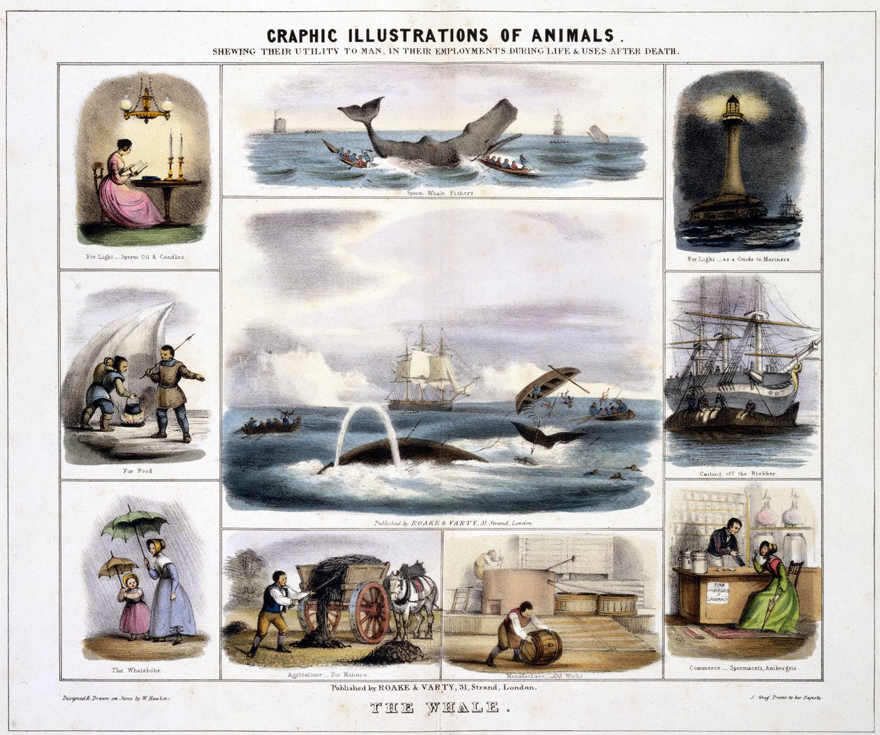 La baleine", vers 1845 - Unknown artist