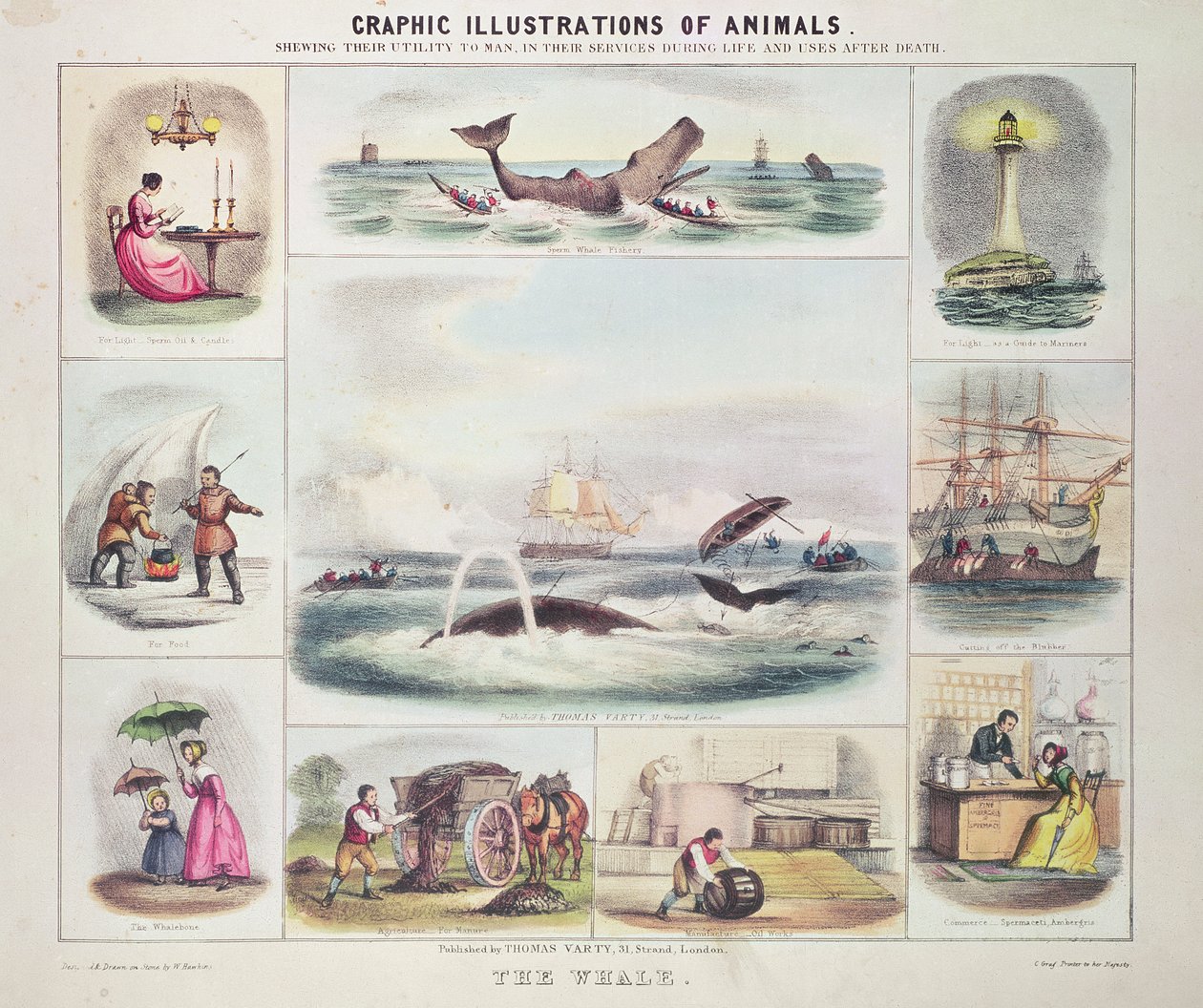 La baleine, tirée de Graphic Illustrations of Animals, dessinée et gravée par W. Hawkins, publiée par Thomas Varty (gravure) - Unknown artist