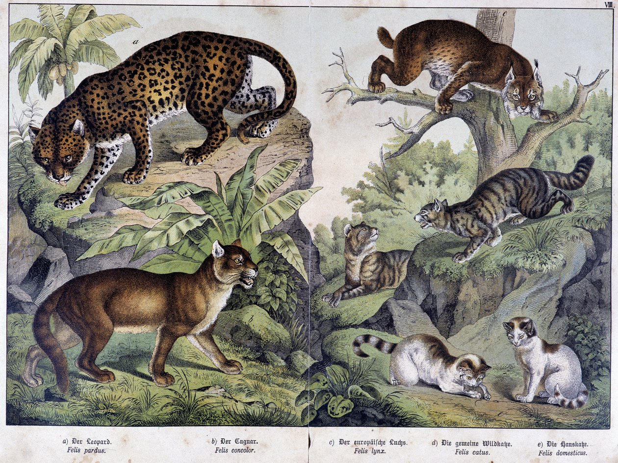 Les chats: Léopard, couguar, lynx (en haut à gauche), chat sauvage (à droite, au milieu), chat domestique - dans "Histoires naturelles des mammifères", éd. Schreiber - Unknown artist