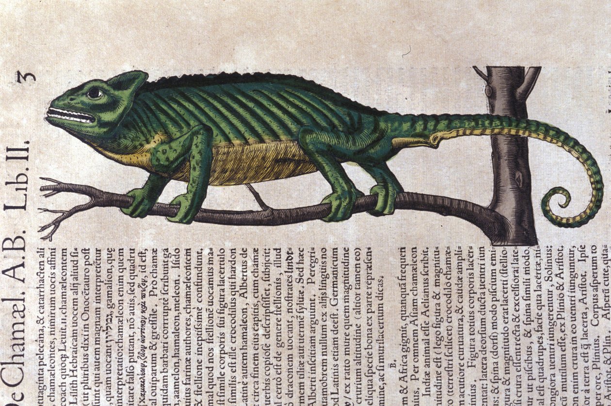 Le Caméléon d
