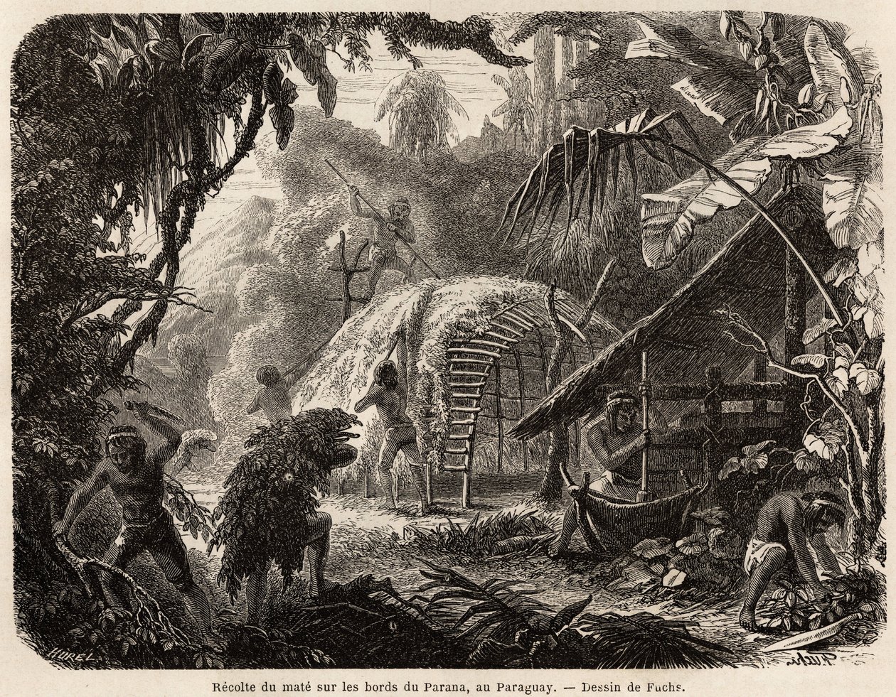 La collecte de maté sur les rives du Paraná, l