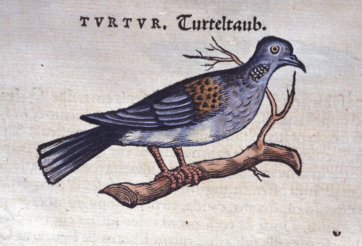 La colombe - d