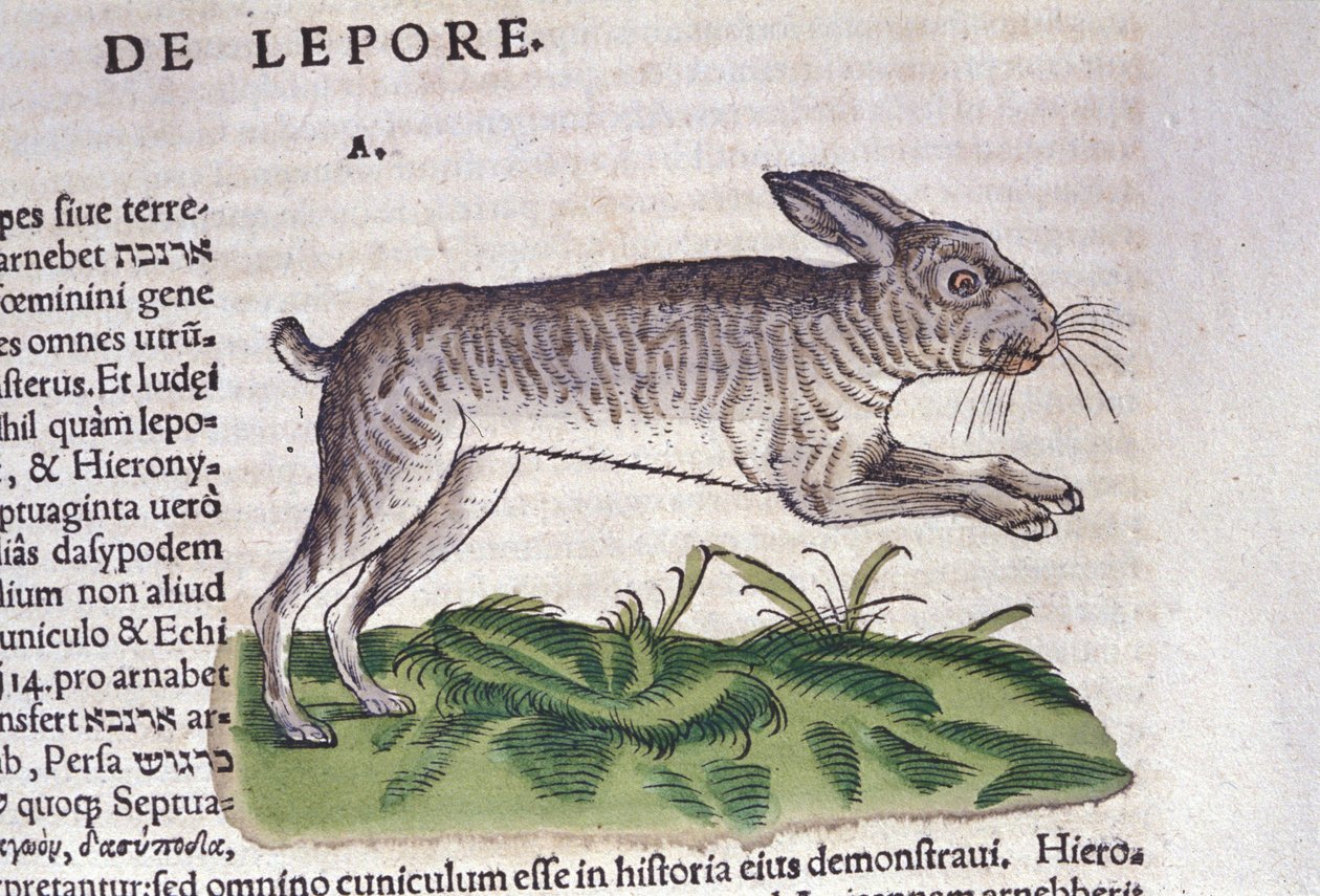 Le lièvre après l