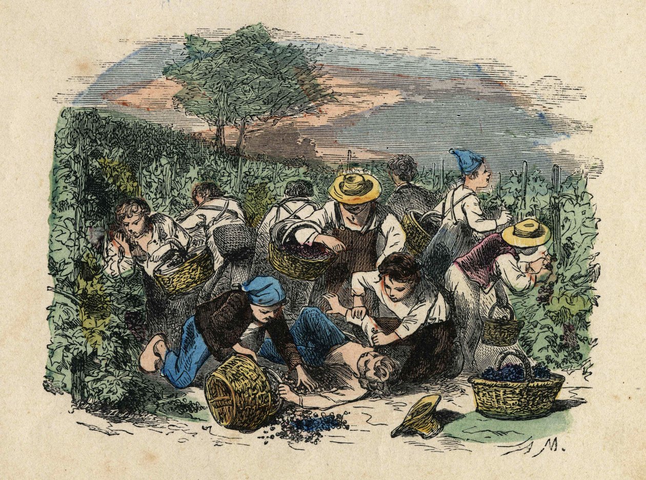 La moisson. Illustration du 19ème siècle. Collection Bianchetti - Unknown artist