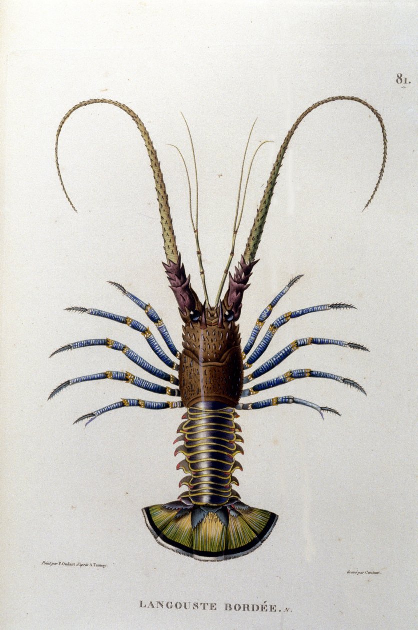 Le homard. 19ème siècle - Unknown artist