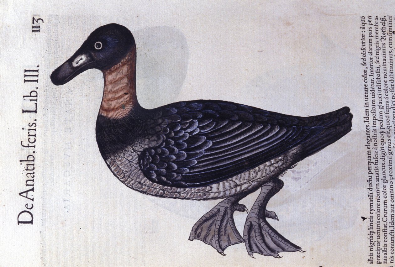 Le canard à cou rouge d