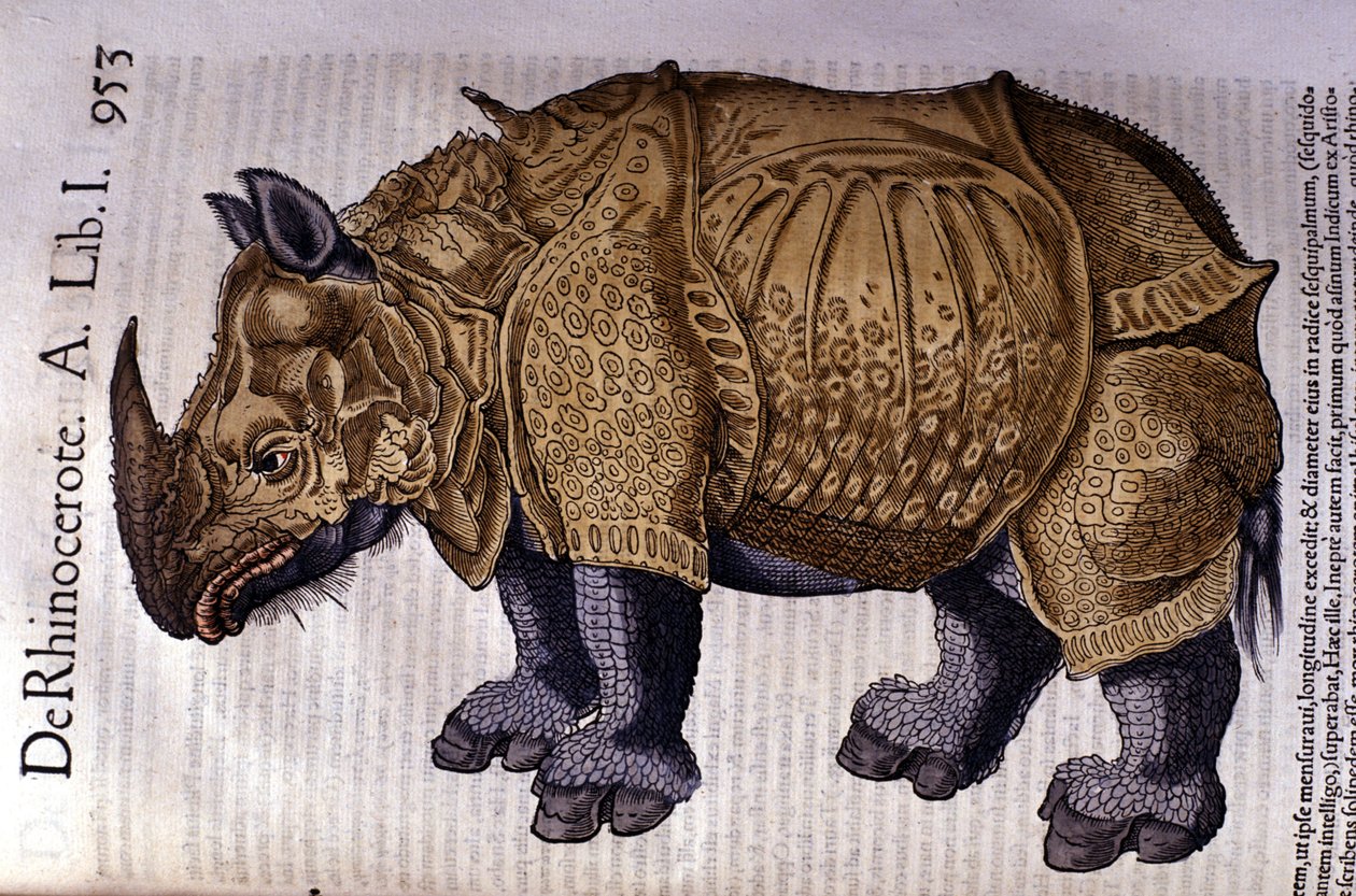Le rhinocéros d