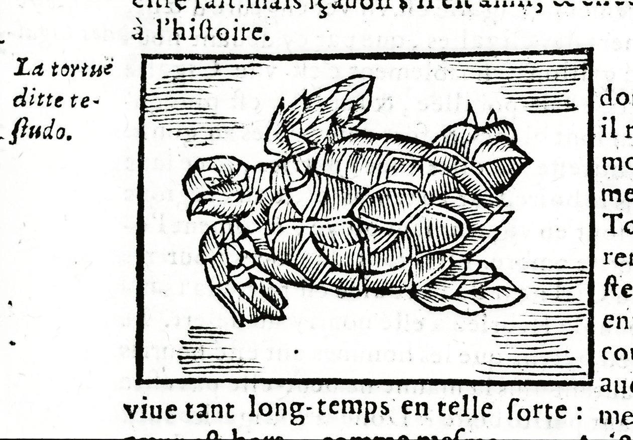 La tortue marine, d