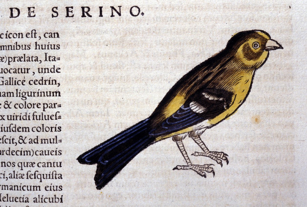 Le serin d