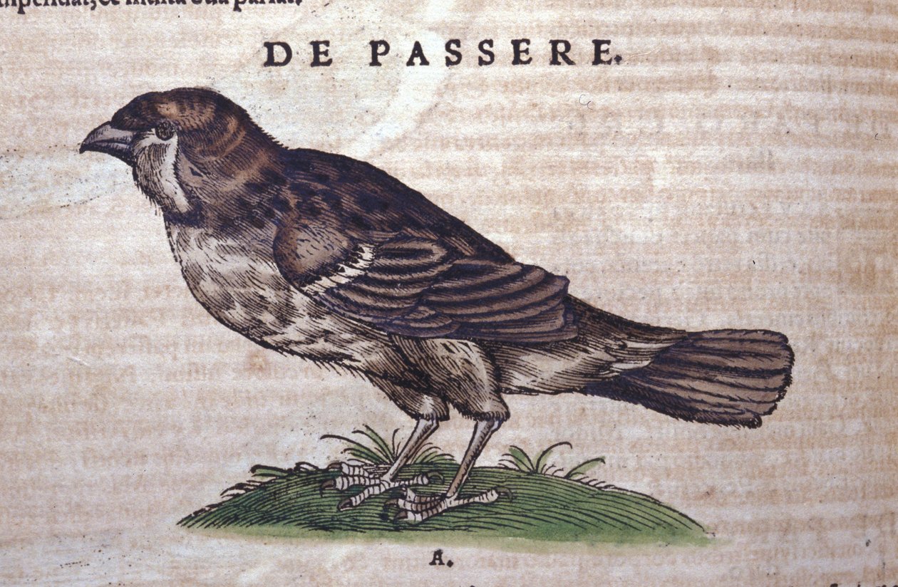 Le moineau dans Historia Animalium par Conrad Gesner (1516 - 1565), Tiguri - Unknown artist