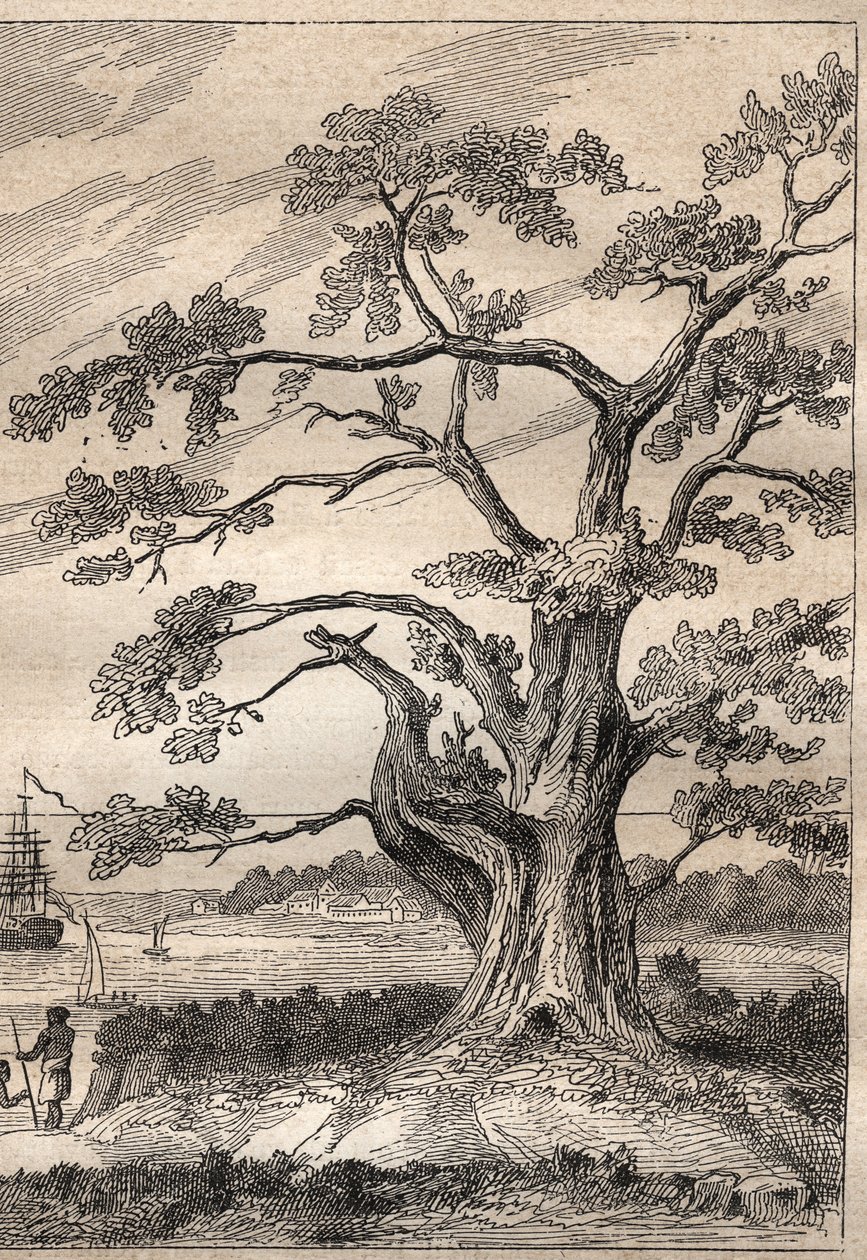 Troisième voyage (1776-1779) du capitaine James Cook (1728-1779) : arbre sous lequel Cook observa le passage de Vénus - illustration tirée de "Les Grands Navigateurs du XVIIIe siècle". - Unknown artist