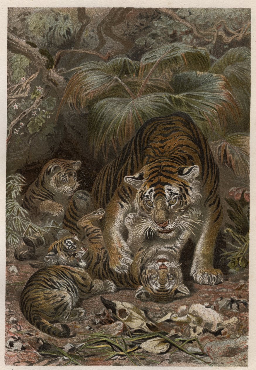 Tigre (Panthera tigris) avec petits - gravure de « La Vie des Animaux » par Alfred Edmund Brehm (1829-1884) - Unknown artist