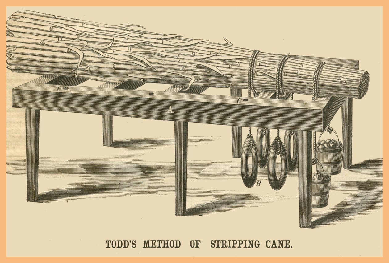 Méthode Todds de dépouillement de la canne - Unknown Artist