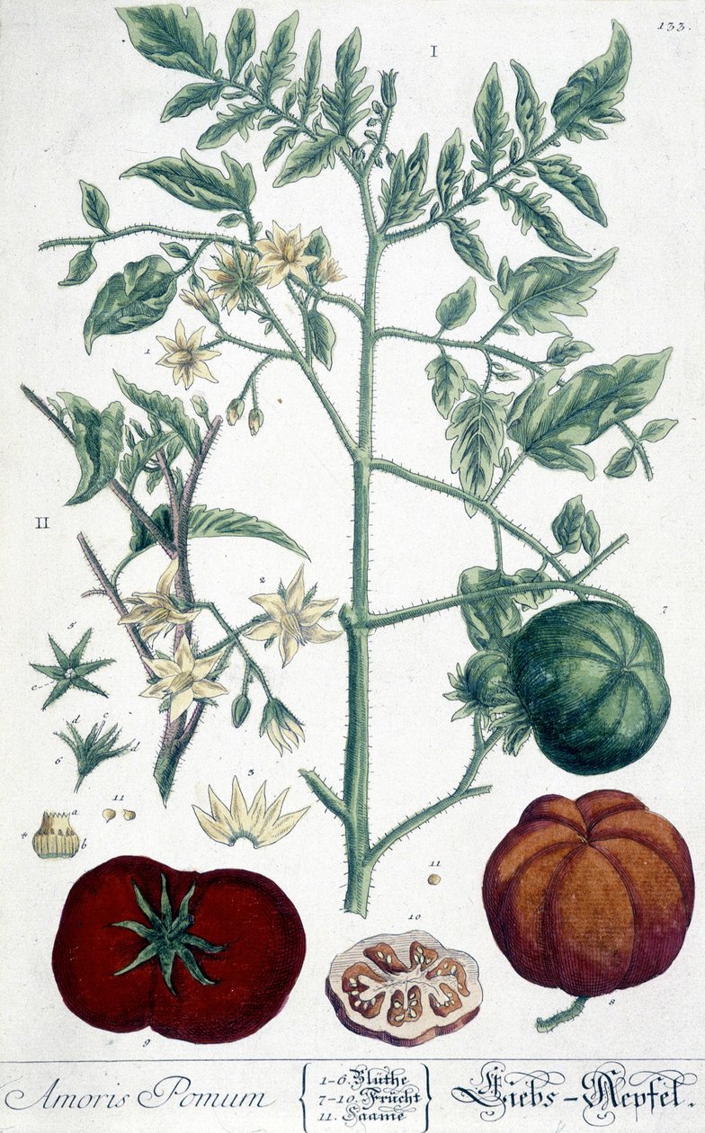 Tomate, planche botanique - Unknown artist