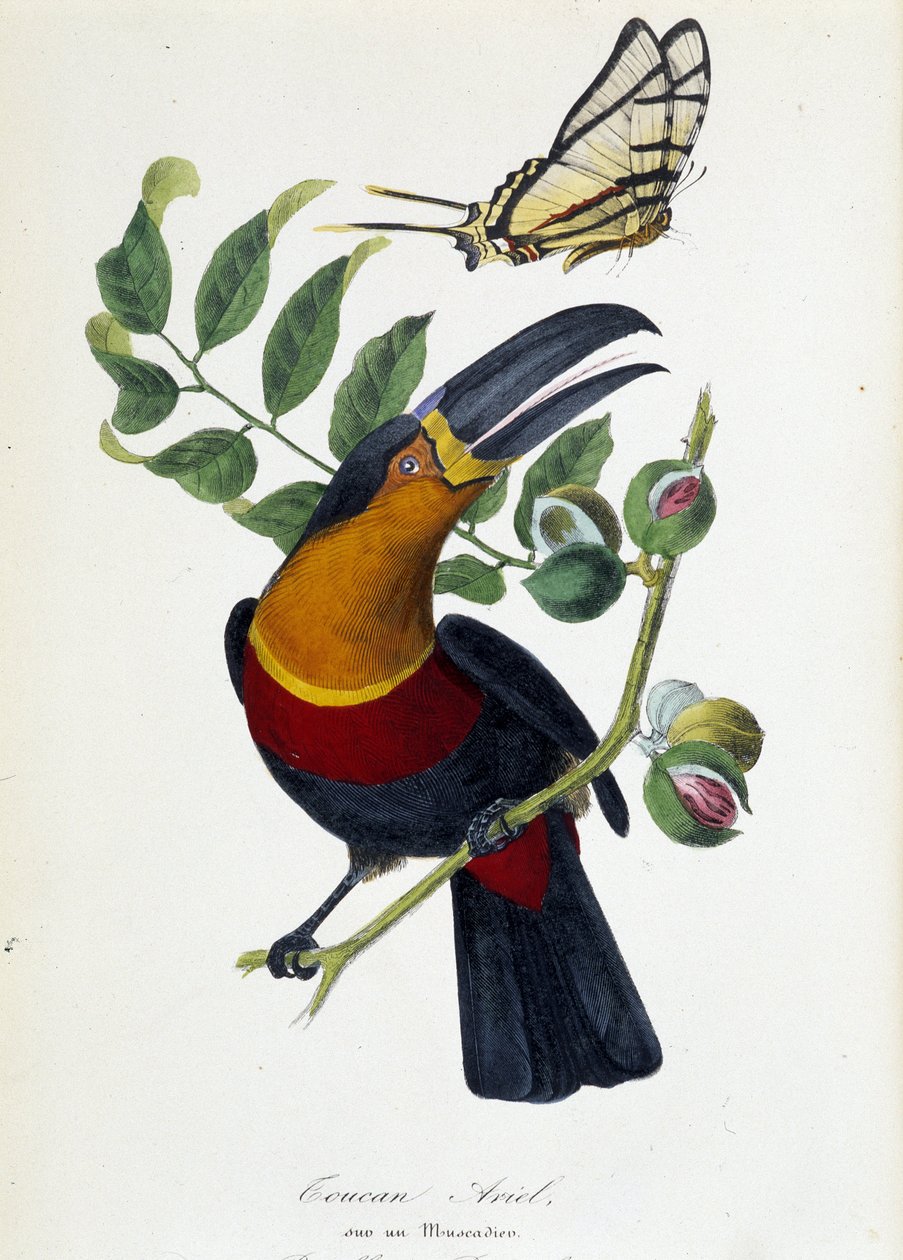 Toucan Ariel sur un muscadier et papillon Protesilas - dans « Le jardin des plantes : description historique et pittoresque complète du musée d