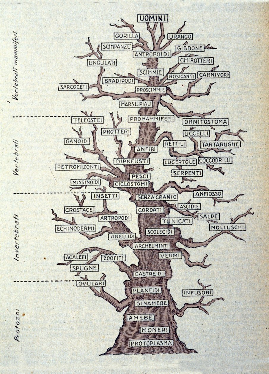 Arbre de l