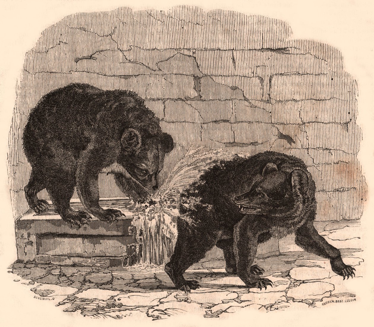 Deux ours jouant dans une auge dans la fosse aux ours du Musée d
