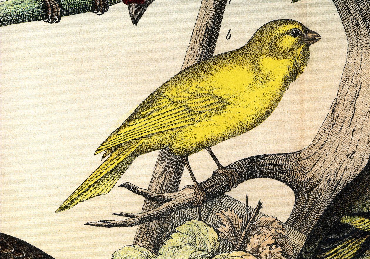 Un canari - dans « Histoire naturelle des oiseaux », éd. Hoeopli, Milan - Unknown artist