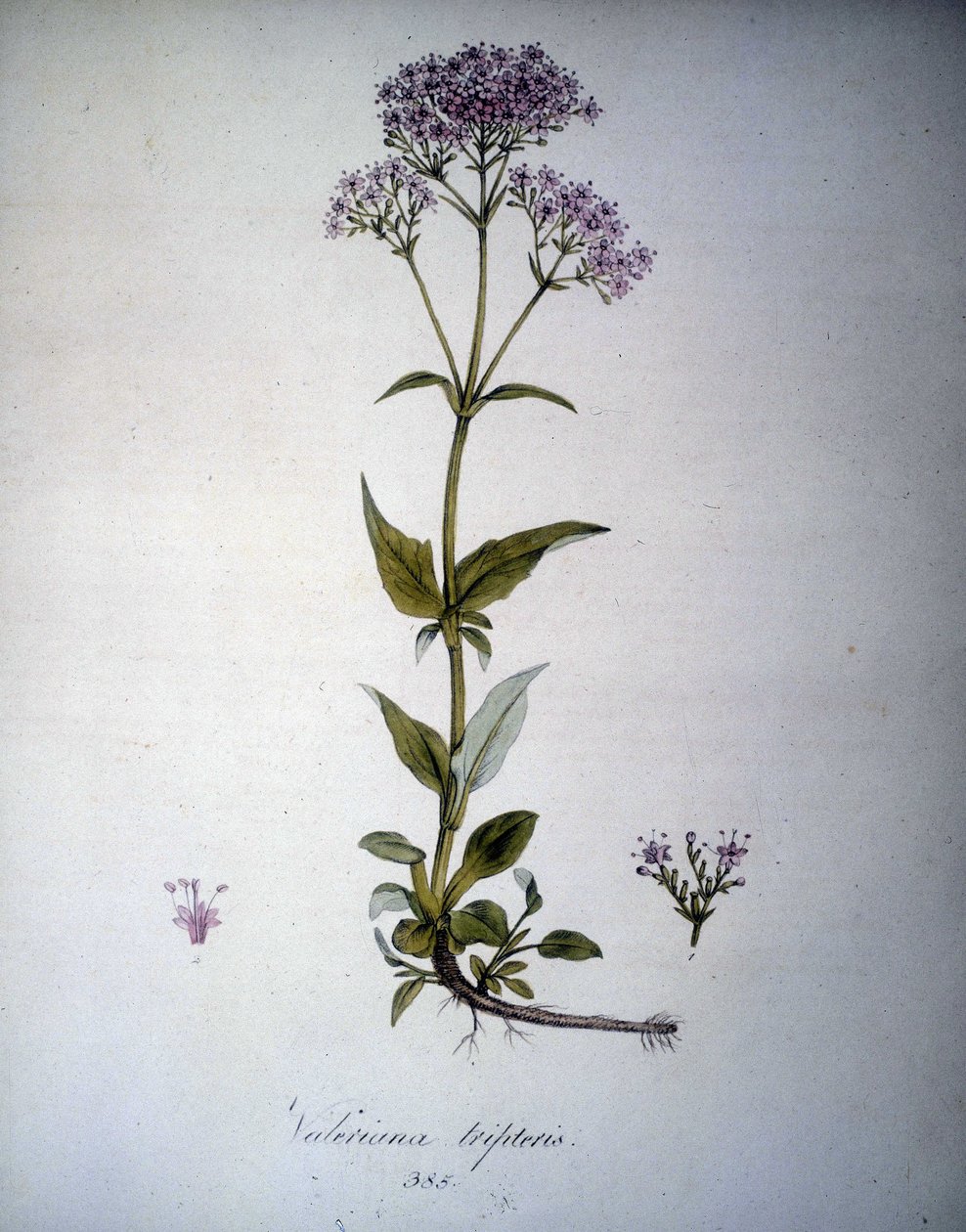Valeriana mauve ou Valeriana tripteris. Herbier du 19ème siècle. - Unknown artist