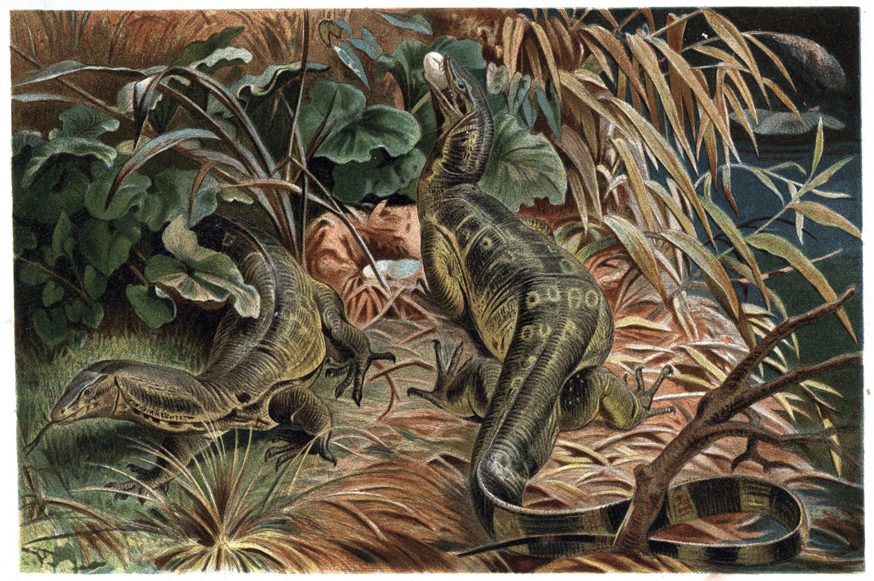 Varan - Lézard varan (Varanus) - gravure de "La vie des animaux" d