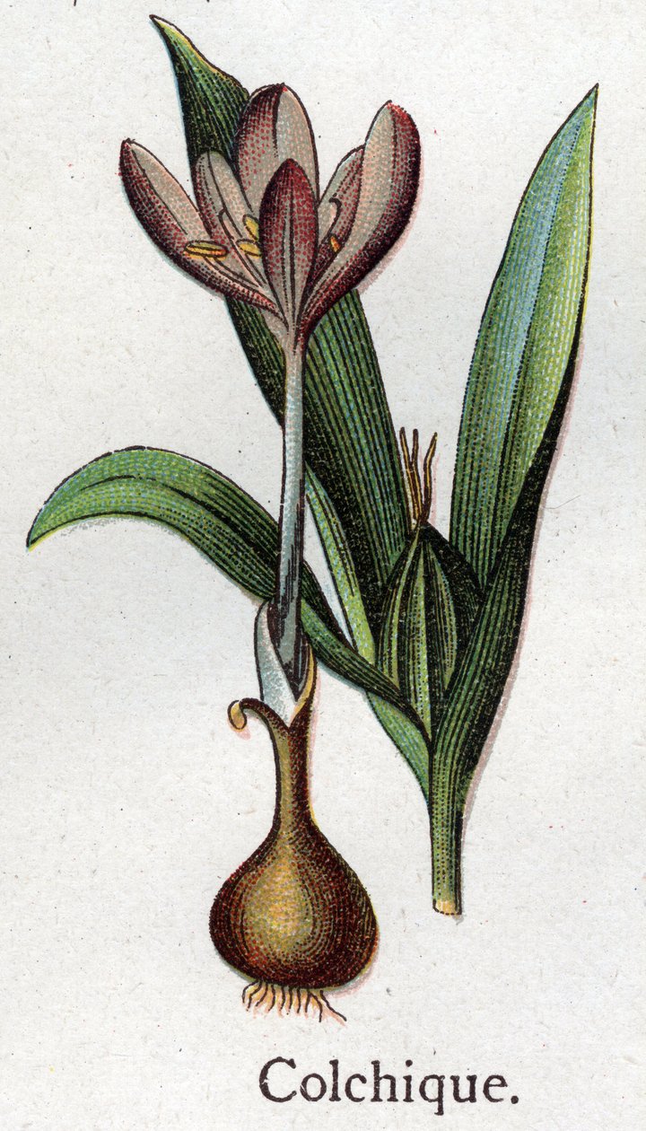 Plantes botaniques vénéneuses : colchique. Gravure dans "La médication naturelle" de Friedrich Eduard Bilz (1842-1922) - Unknown artist