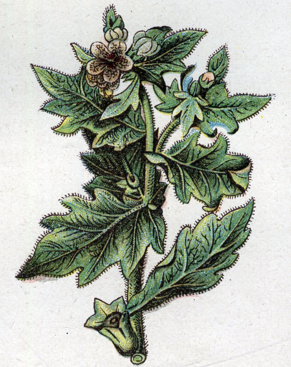 Plantes botaniques vénéneuses : jusquiame. Gravure dans "La médication naturelle" de Friedrich Eduard Bilz (1842-1922) - Unknown artist