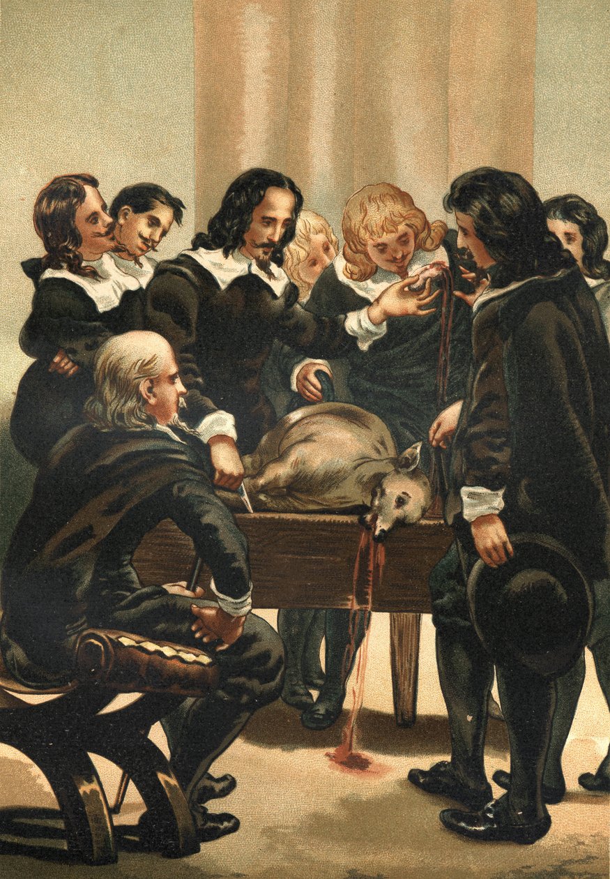 William Harvey (1578-1658) médecin anglais démontrant la circulation sanguine en 1628 - Unknown artist