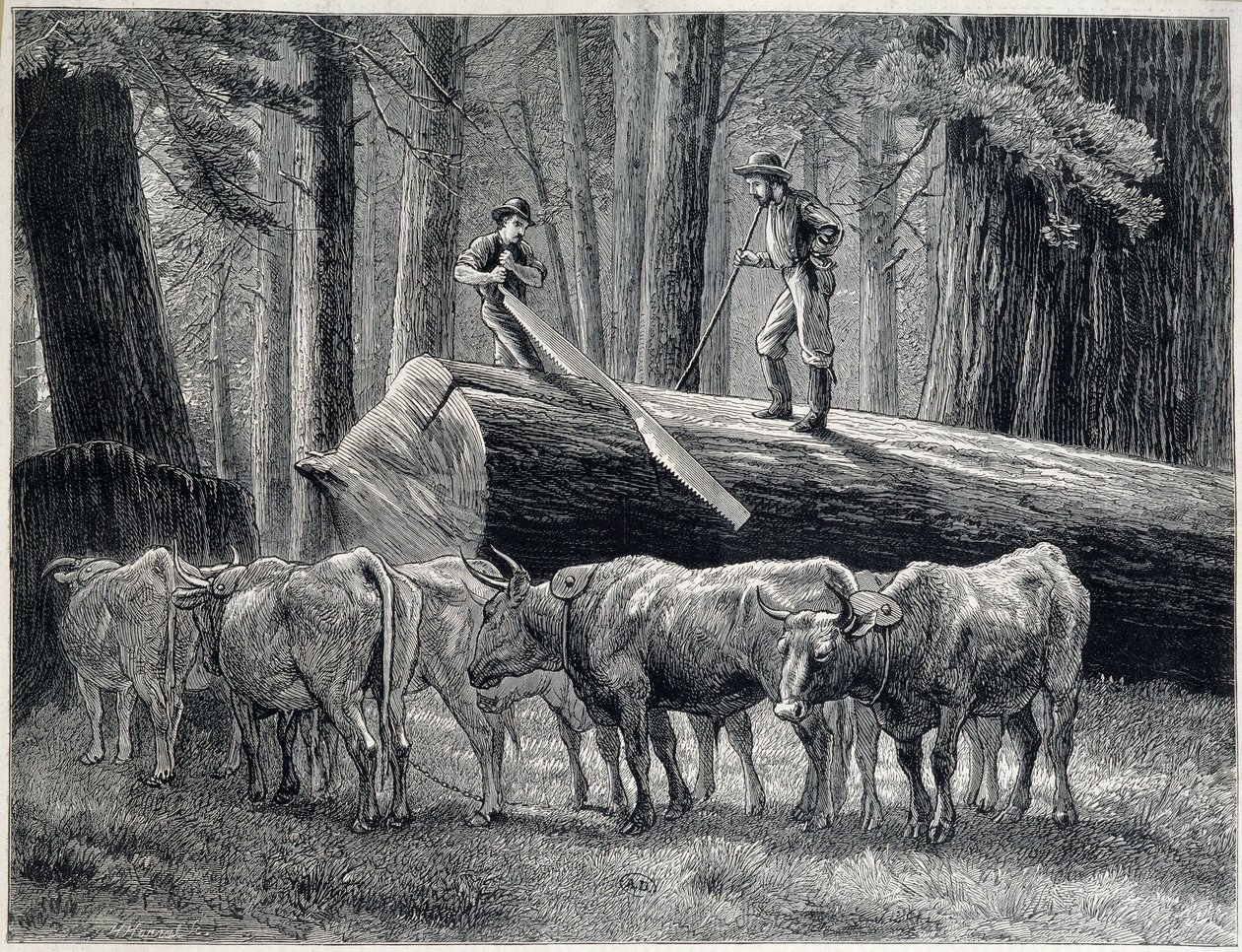 Bûcherons dans une forêt de séquoias en Californie - gravure - Unknown artist