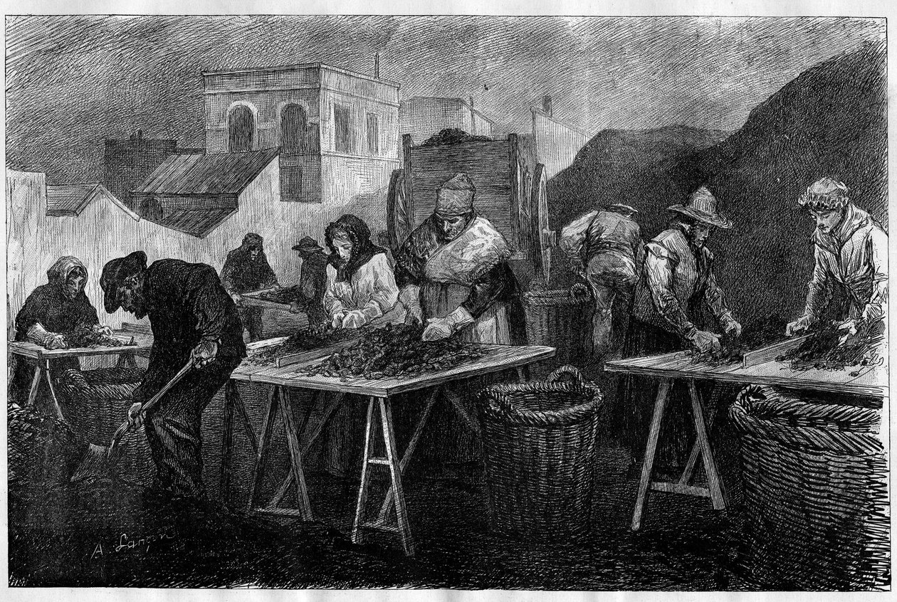Travailleurs en France : trieurs de coke (variété de charbon résultant de la distillation du charbon, utilisé pour le chauffage) dans une usine à gaz à Paris. Gravure dans « Le Monde Illustré ». - Unknown artist