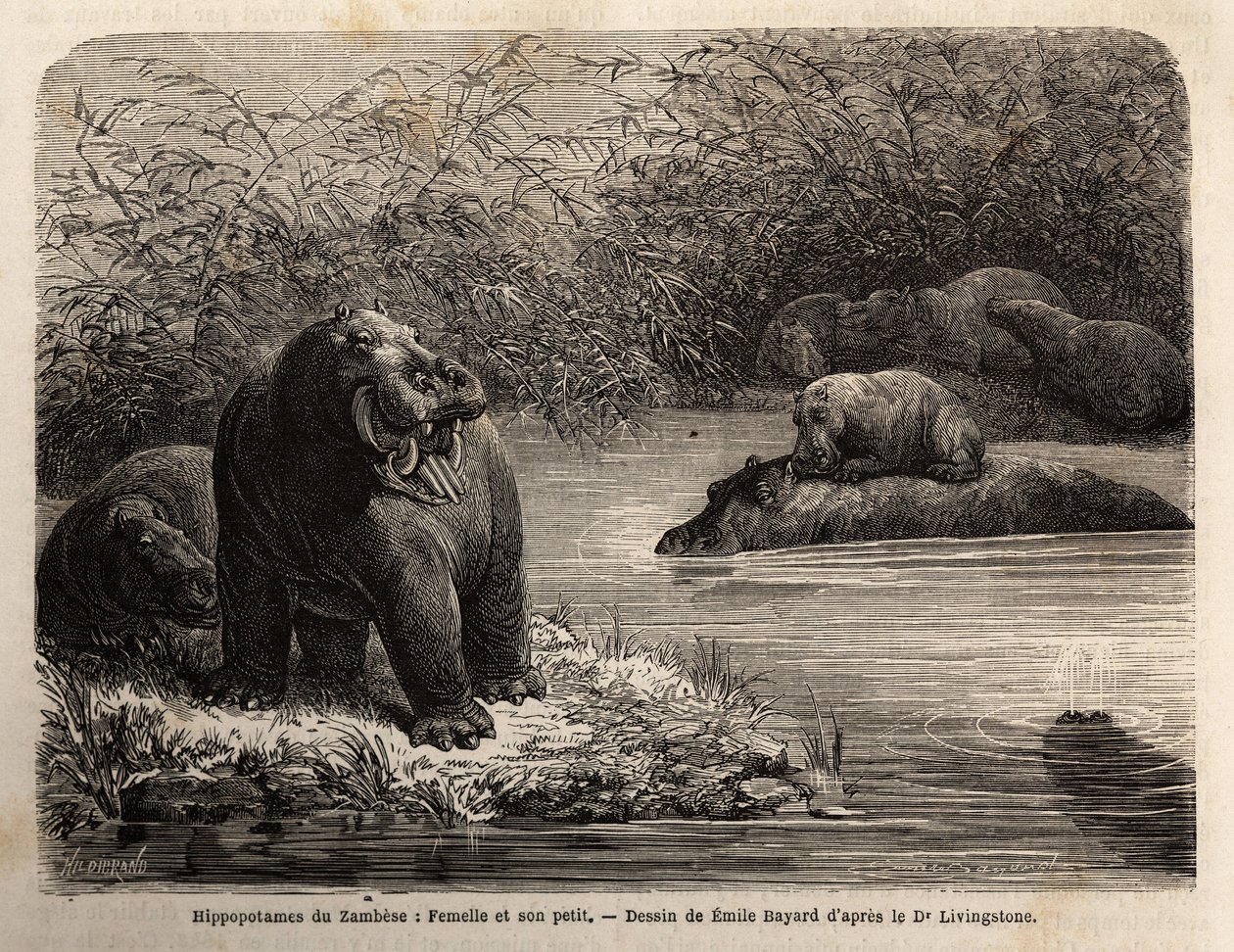 Hippopotame du Zambèze : femelle et son petit se rafraîchissant dans la rivière. Gravure pour illustrer les premiers voyages du Dr Livingstone en Afrique australe de 1840 à 1856, dans « Le tour du monde, nouveau journal des voyages » publié sous la directi - Unknown artist