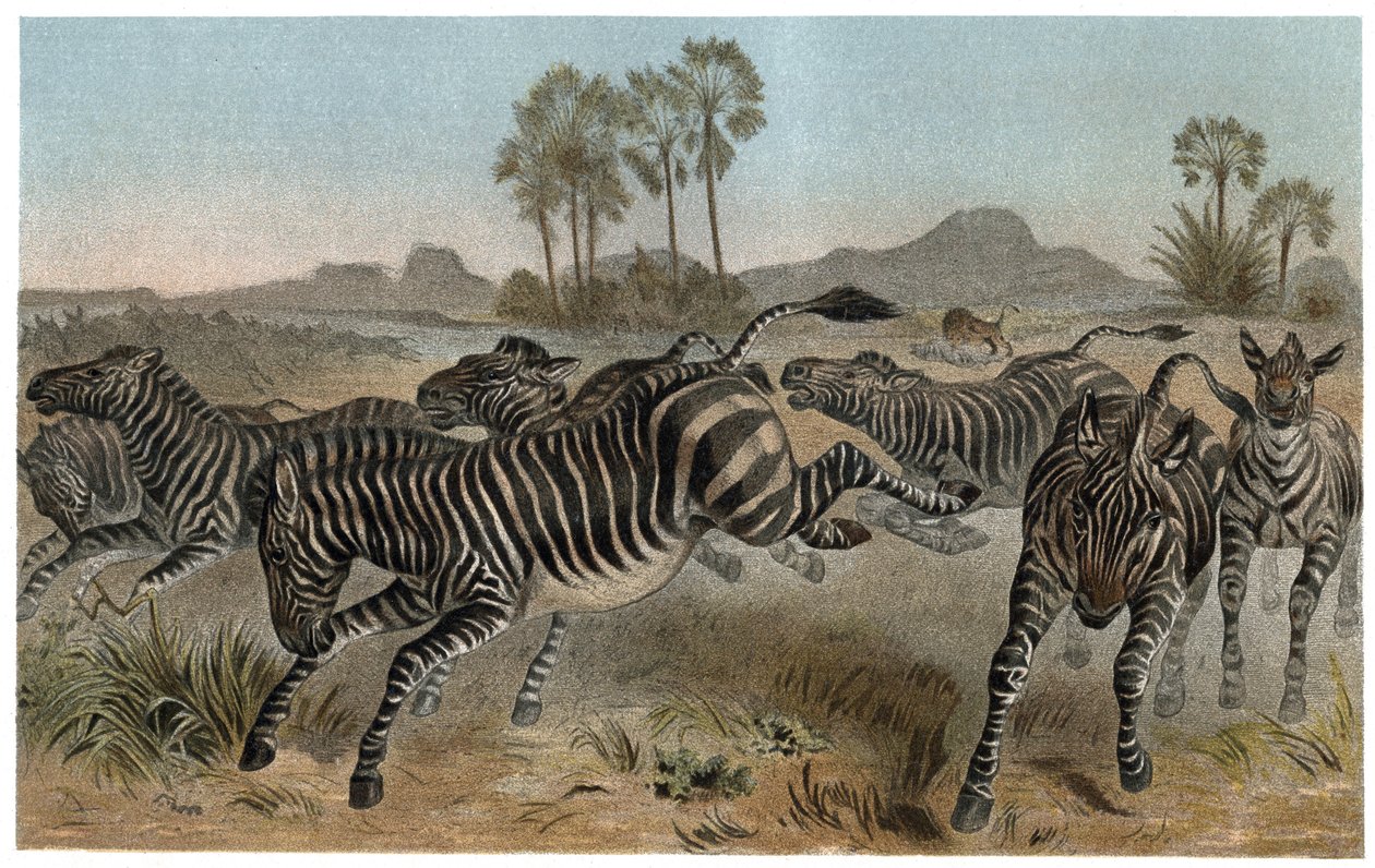 Zèbre - Zèbres - équidés africains (famille des chevaux) - gravure de "La Vie des Animaux" par Alfred Edmund Brehm (1829-1884) - Unknown artist