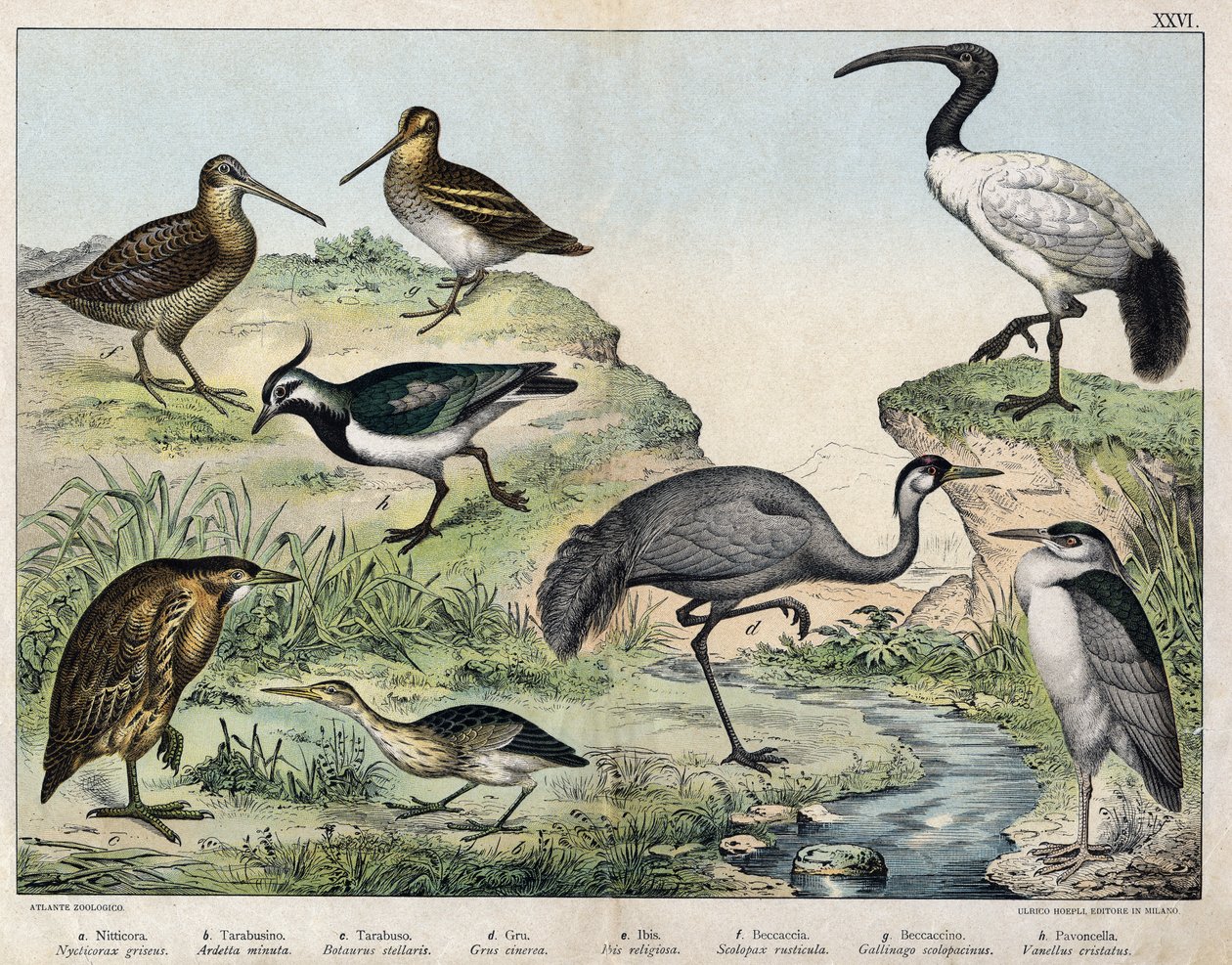 a: Bihoreau gris, b: Blongios nain, c: Butor étoilé, d: Grue cendrée, e: Ibis sacré, f: Bécasse, g: Bécassine des marais, h: Vanneau huppé - Unknown artist