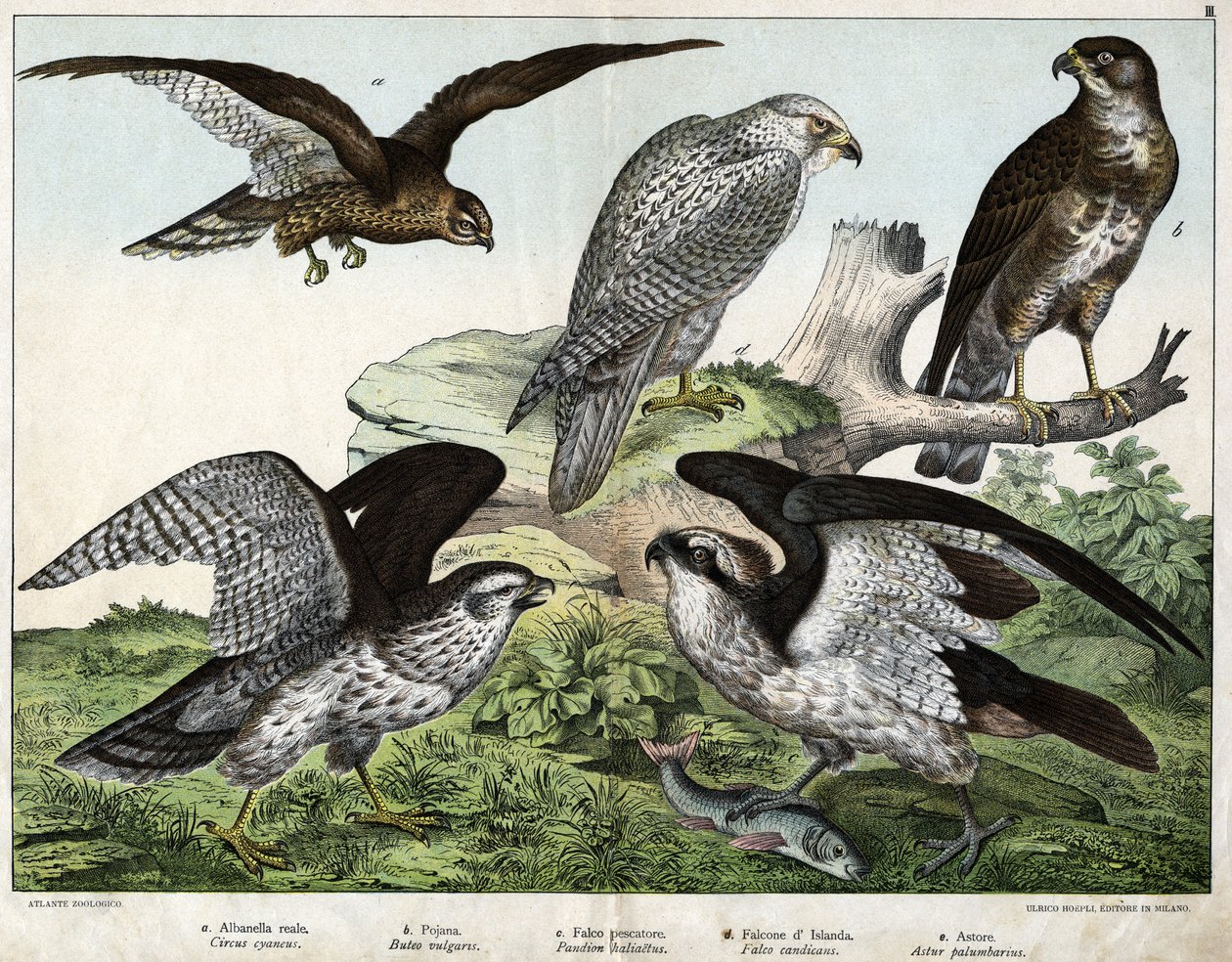 a: Aigle ou busard royal, b: buse, c: faucon pêcheur, d: faucon d