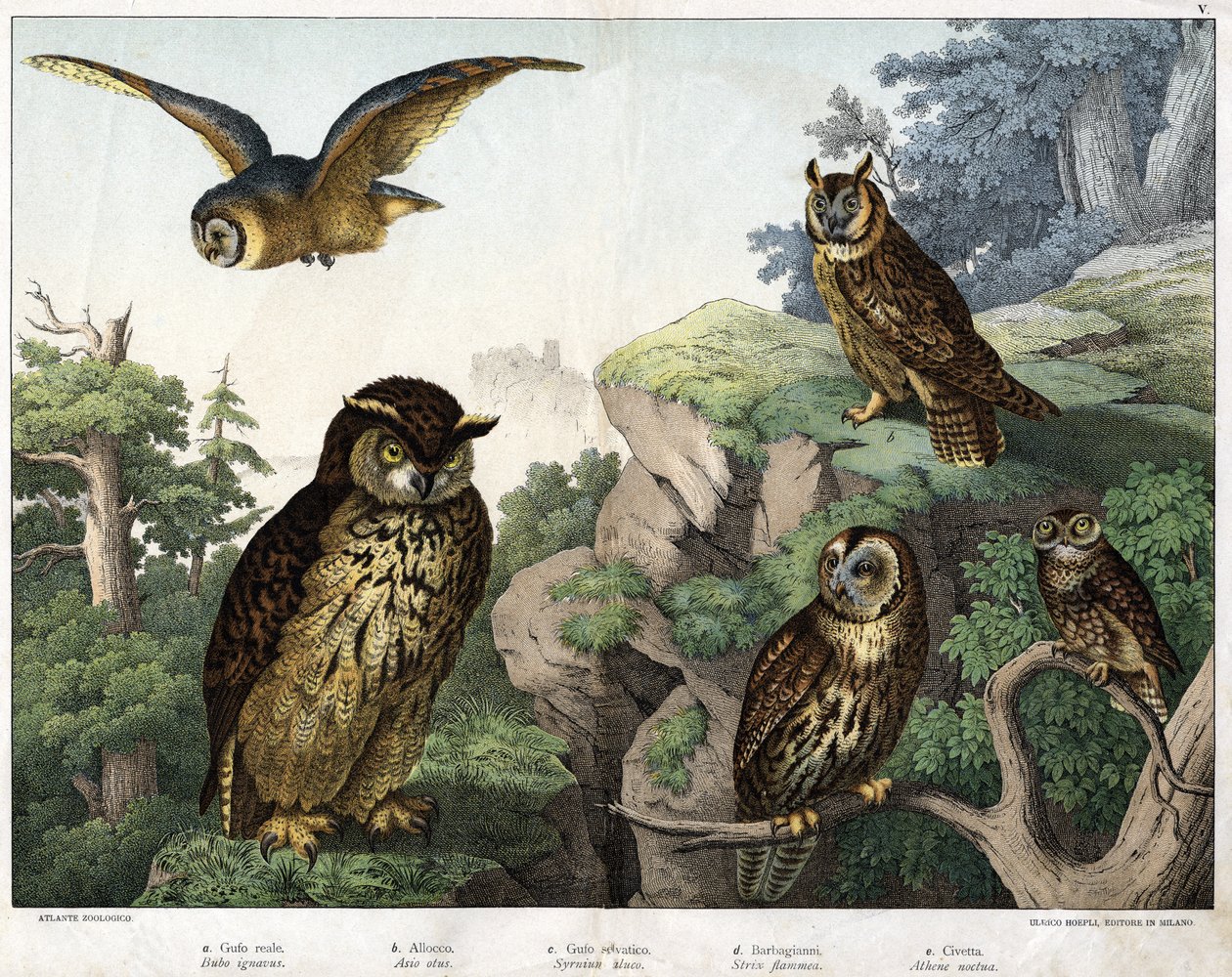 a : Chouette dorée (Bubo ignavus), b : Hulotte (Asio shell), c : Chouette sauvage (Syrnium aluco), d : Chouette (Strix flammea), e : Chouette (Athene noctua) - dans « Histoire naturelle des oiseaux », éd. Hoepli, Milan - Unknown artist