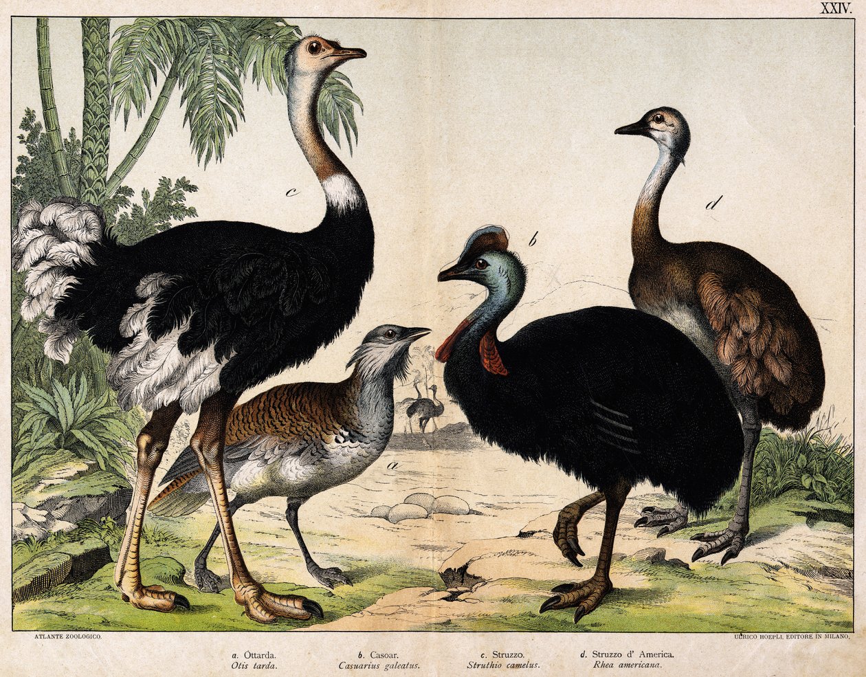 a : Grande outarde (Otis tarda), b : Casoar (Casuarius galeatus), c : Autruche africaine (Struthio camelus), d : Nandou (Rhea americana) - Dans « Histoire naturelle des oiseaux », éd. Hoepli, Milan - Unknown artist