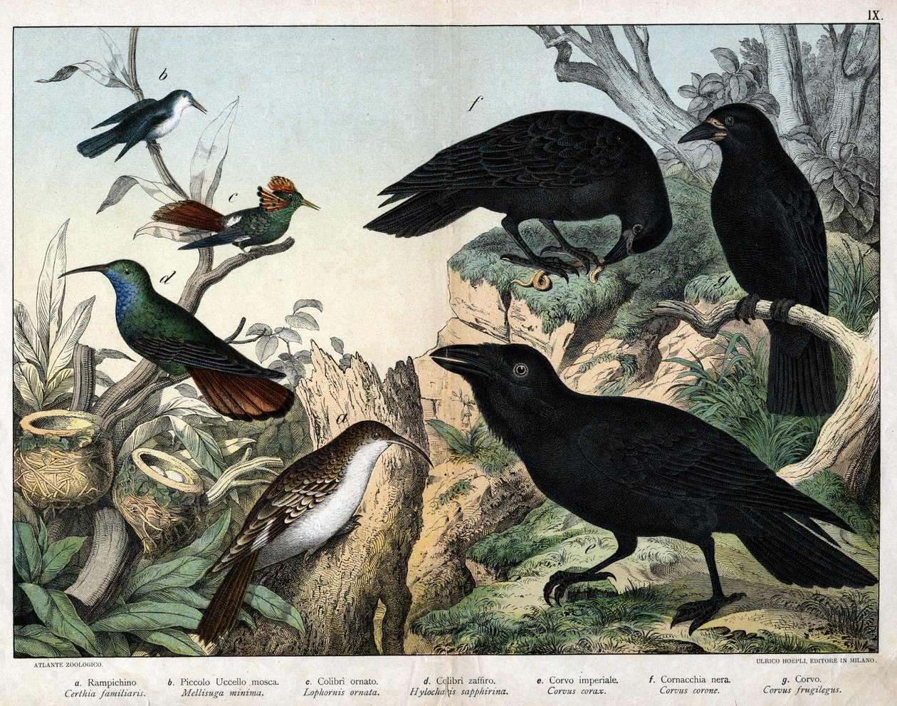a: Grimpereau (Certhia familiaris), b: Petit oiseau-mouche (Mellisuga minima), c: Colibri orné (Lophornis ornata), d: Colibri saphir (Hylocharis sapphirina), e: Corbeau impérial (Corvus corax), f: Corneille noire (Corvus corone), g: Corbeau (Corvus frugile - Unknown artist