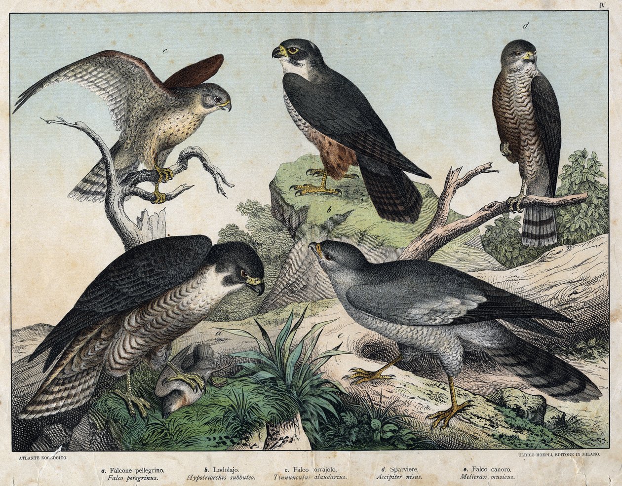 a : Faucon pèlerin (Falco peregrinus), b : Faucon hobereau (Hypotriorchis subbuteo), c : Faucon crécerelle (Tunnunculus alaudarius), d : Épervier d