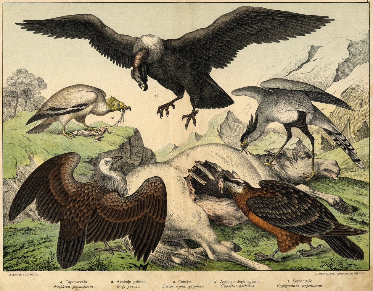 a: Percnoptère (Neophron percnopterus), b: Vautour fauve (Gyps fulvus), c: Condor (Sarcoramphus gryphus), d: Gypaète barbu (Gypaetus barbatus), e: Serpentaire (Gypogeranus serpentarius) - dans « Histoire naturelle des oiseaux », éd. Hoepli, Milan - Unknown artist