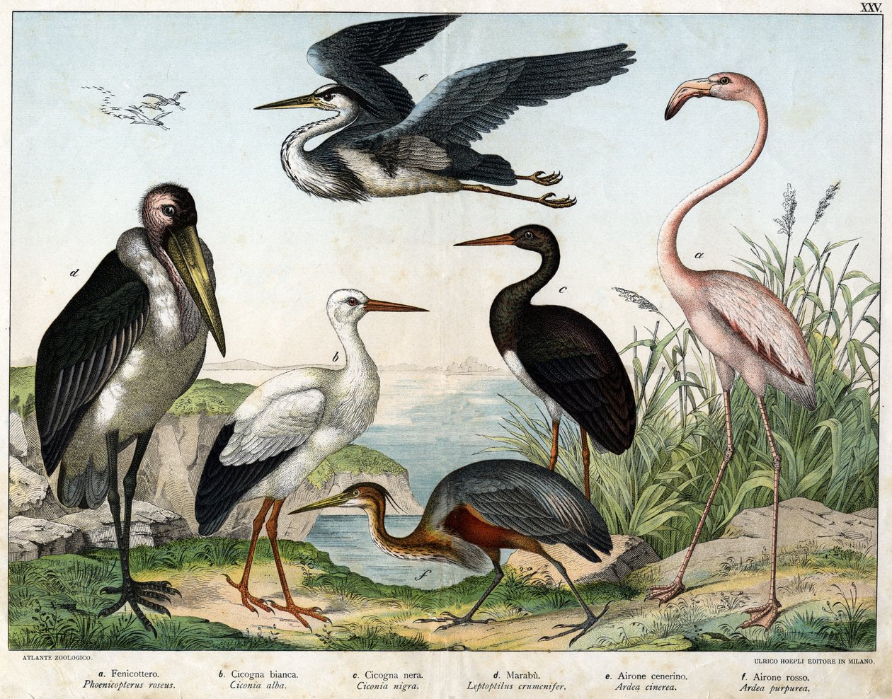 a: Phénicoptère ou flamant rose (Phoenicopterus roseus), b: cigogne blanche (Ciconia alba), c: cigogne noire (Ciconia nigra), d: marabout (Leptoptilus crumenifer), e: héron blanc (Ardea cinerea), f: héron rouge (Ardea purpurea) - dans « Histoire naturelle  - Unknown artist