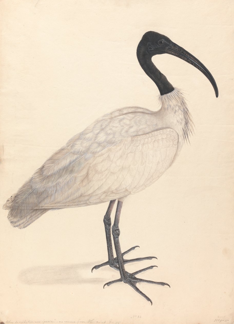 Un oiseau indien noir et blanc, (un d