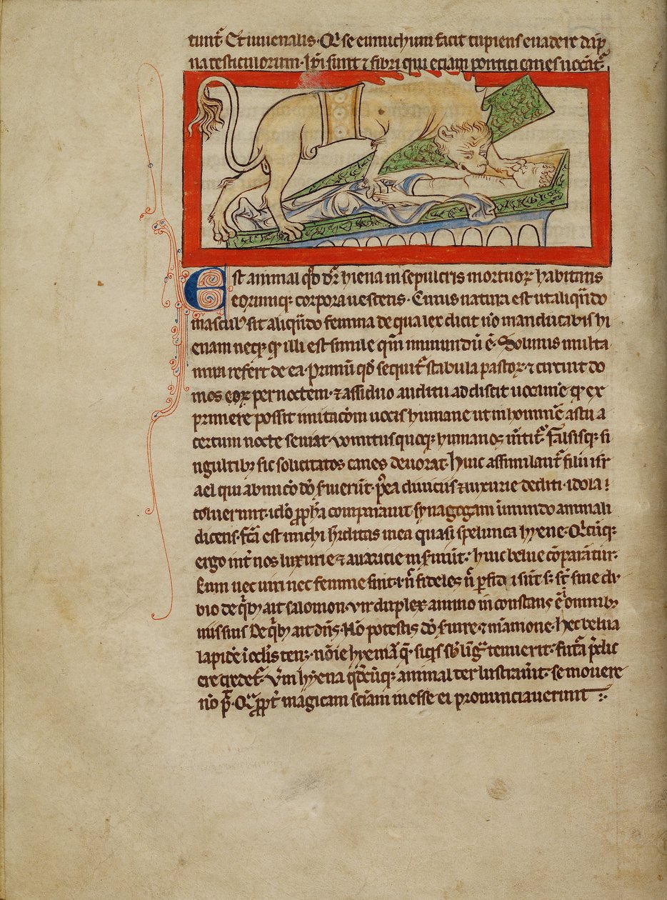 Une hyène - Unknown artist