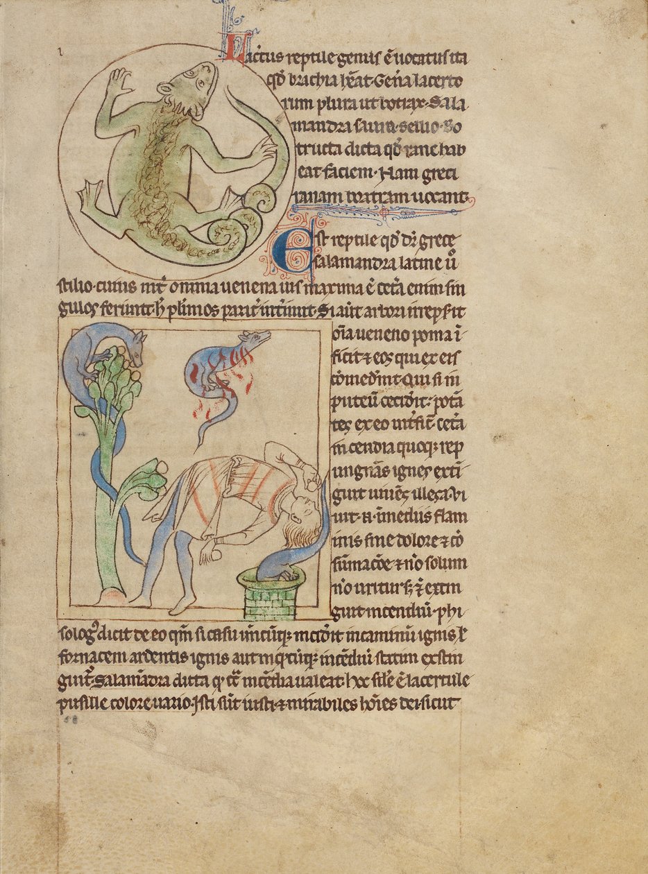 Un lézard ; des salamandres - Unknown artist
