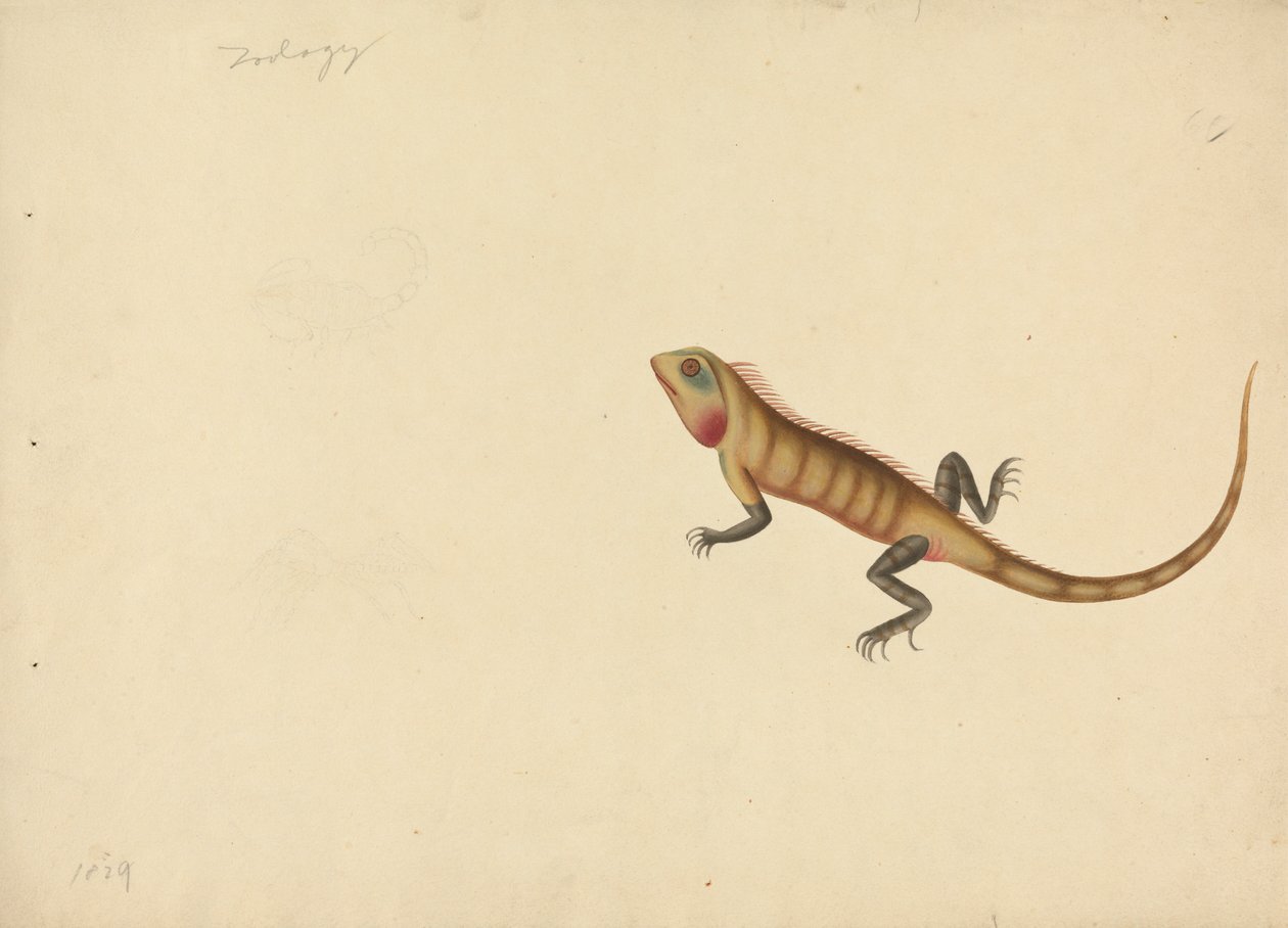 Un lézard avec des croquis d