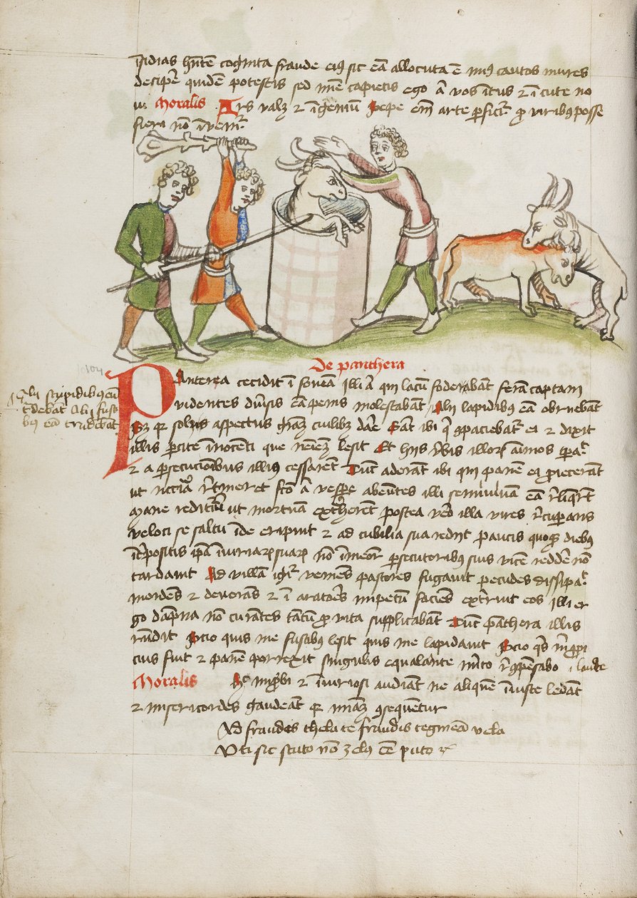 Une panthère qui avait attaqué une vache est tuée - Unknown artist