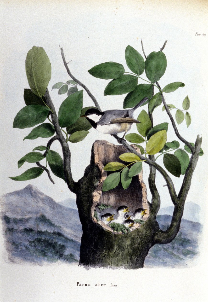 Planche représentant un oiseau commun (ou moineau) près de son nid. - Unknown artist