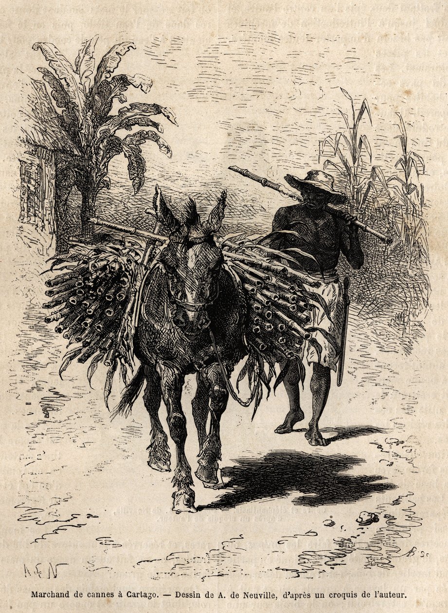Un marchand de cannes et sa mule à Cartago (Costa Rica) - Unknown artist