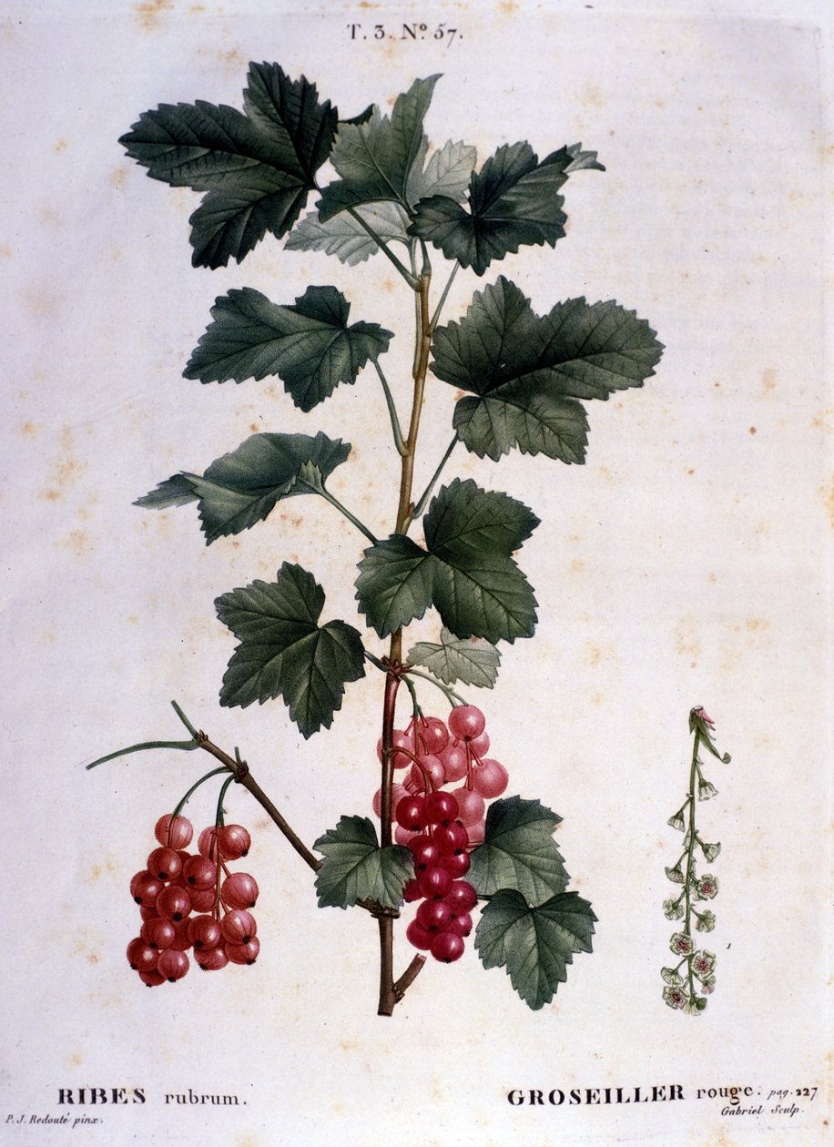 Une groseille : planche botanique du 19ème siècle. - Unknown artist