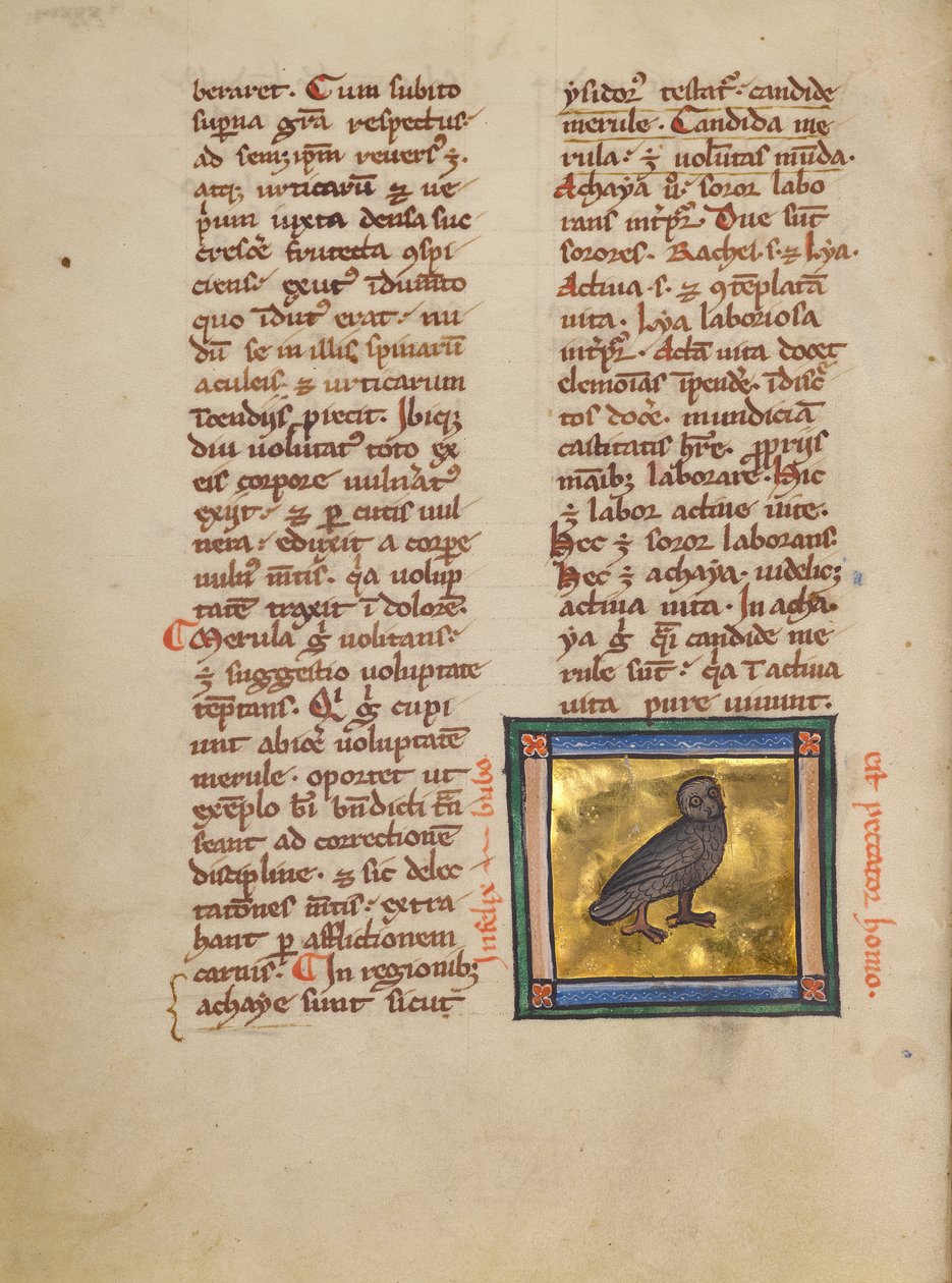 Un hibou aigle - Unknown artist