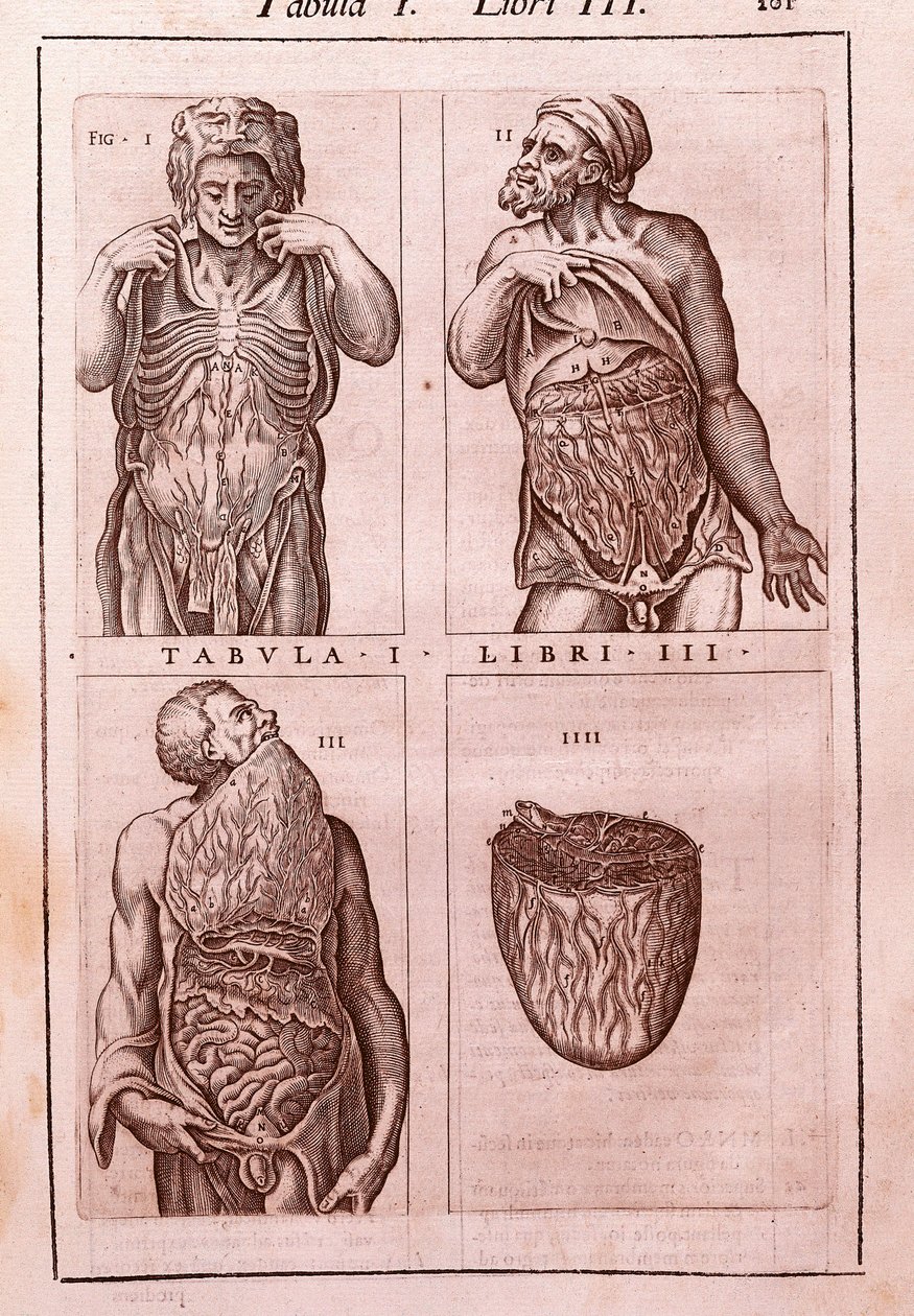 Planche anatomique représentant : les dimensions, muscles de l